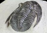 Rare, Tropidocoryphe Trilobite - Proetid With Axial Spines #64417-7